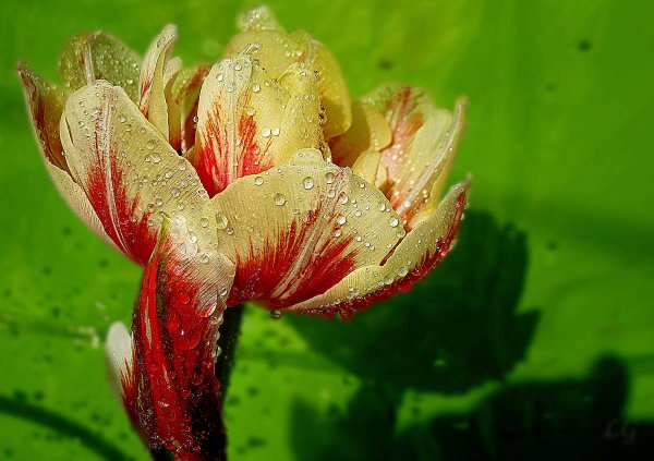 Тюльпаны после дождя фото