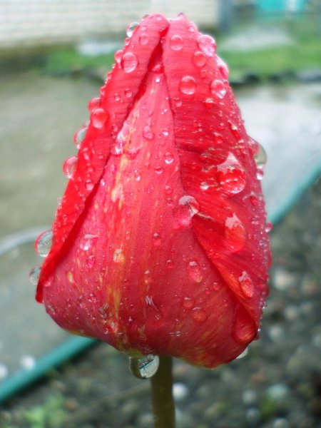 Тюльпаны после дождя