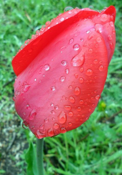 Тюльпаны с капельками воды