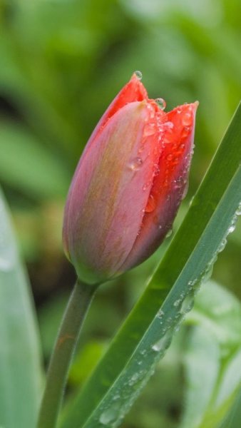 Тюльпаны после дождя