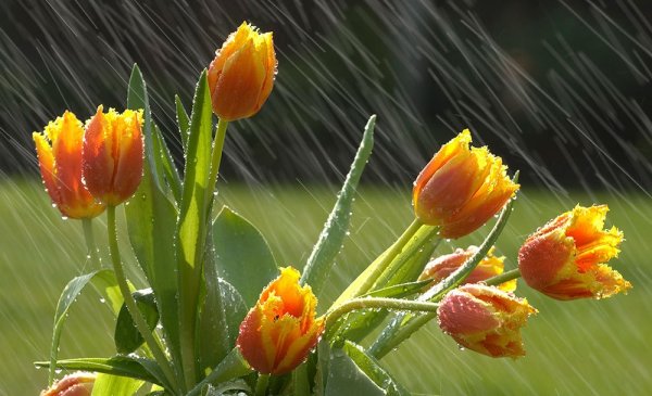 Желтые тюльпаны и дождь