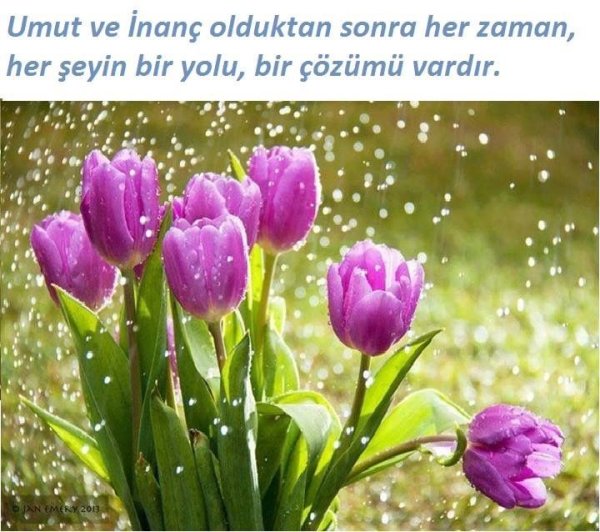 Цветы тюльпаны после дождя