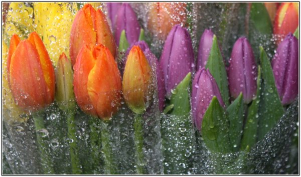 Тюльпаны каплях дождя