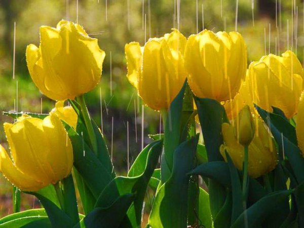 Жёлтые тюльпаны под дождём