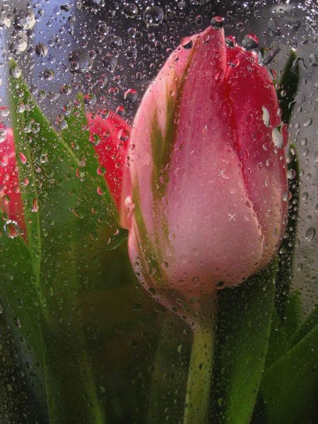 Тюльпаны анимация