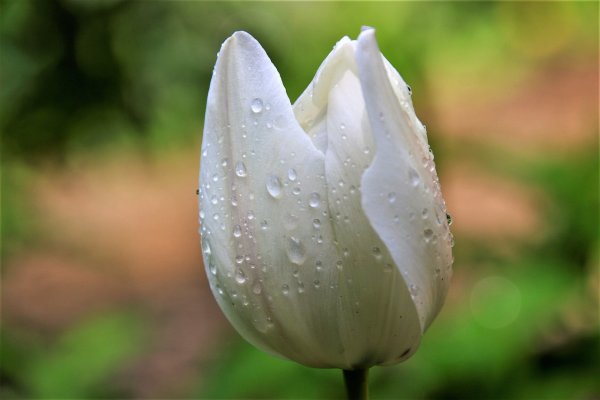 Тюльпаны с каплями дождя