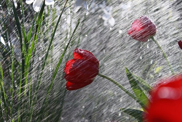 Цветы под дождем