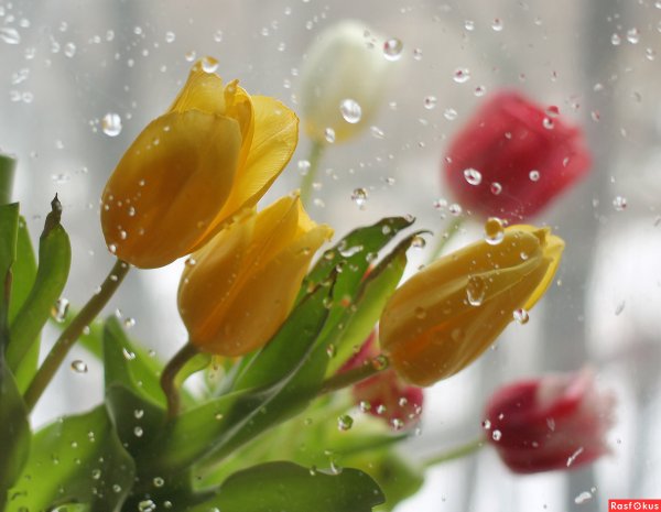 Тюльпаны с капельками росы
