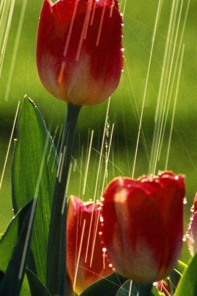 Тюльпаны под дождем