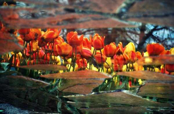 Весенние тюльпаны после дождя