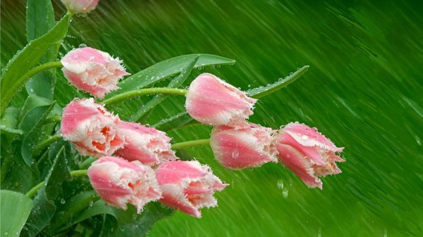 Цветы дождя