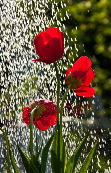Тюльпаны под дождем