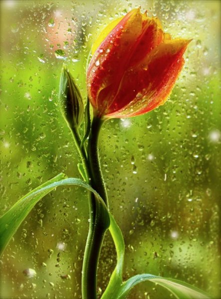 Тюльпаны под дождем