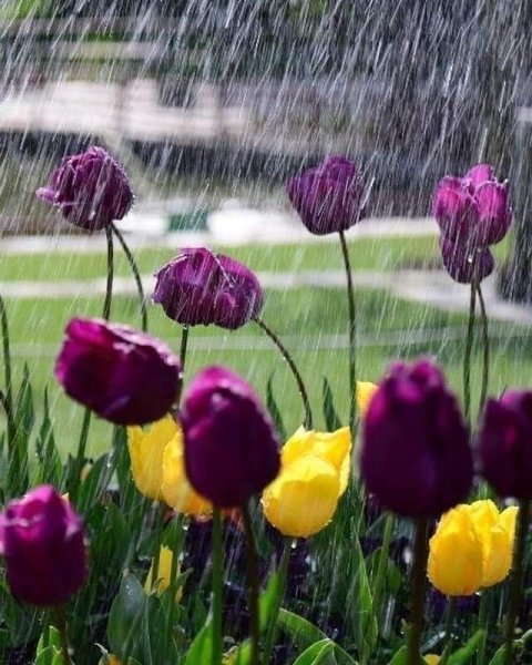 Весенний дождь