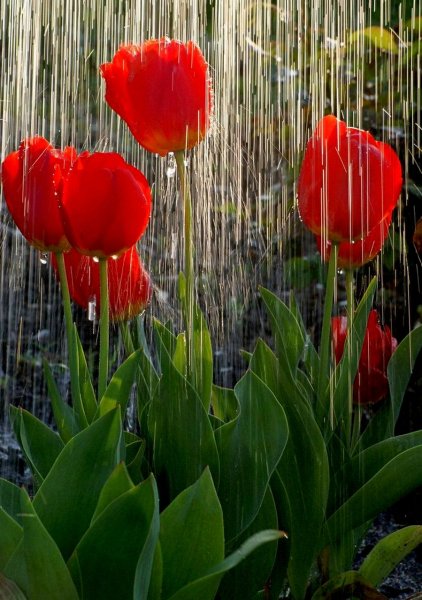 Цветы дождя