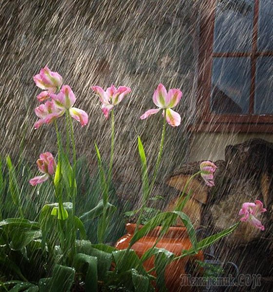 Весенний дождь живопись