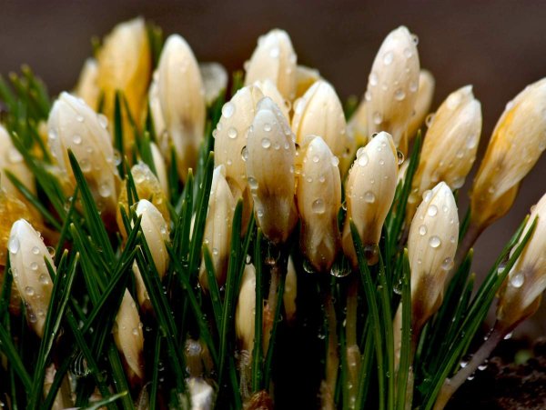 Весенние цветы после дождя