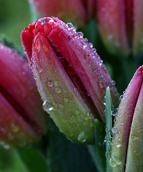 Тюльпаны после дождя