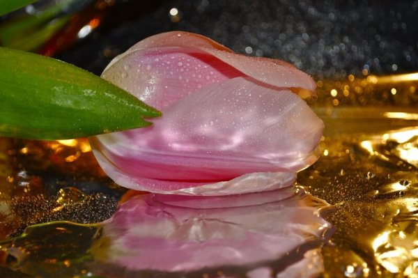 Розовые тюльпаны в воде