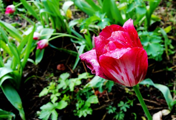 Тюльпаны после дождя