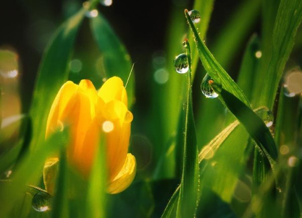 Тюльпаны с каплями дождя