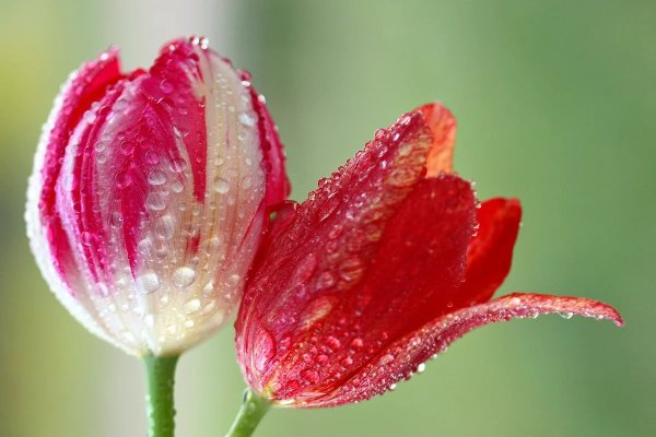 Тюльпаны с капельками