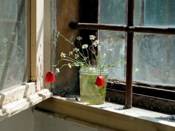 Дождь растение на подоконнике