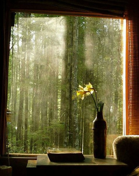 Лес за окном