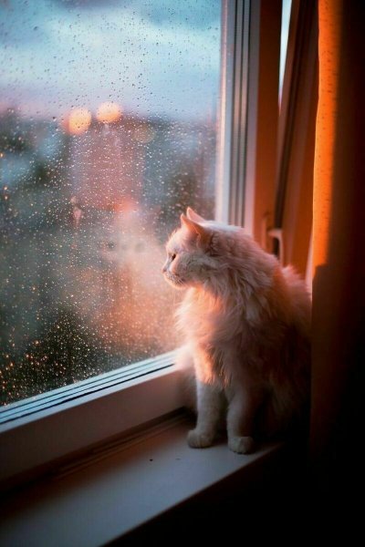 Кот окно дождь