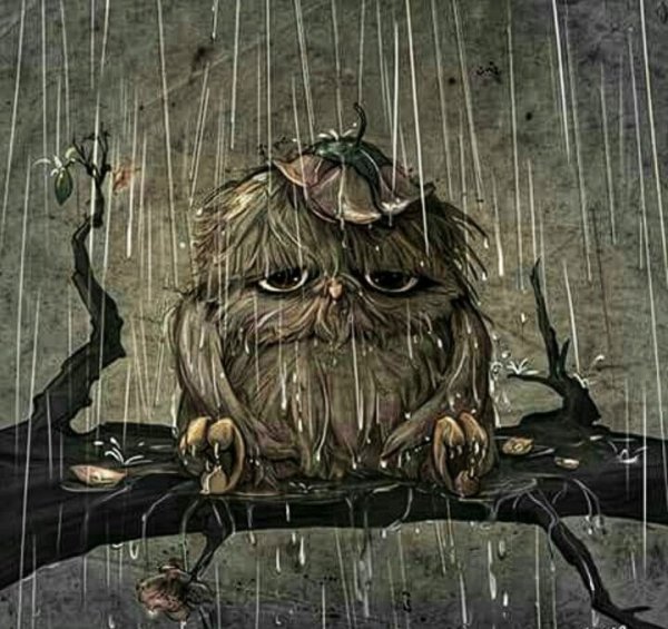 Сова под дождем