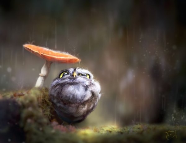 Сова под дождем