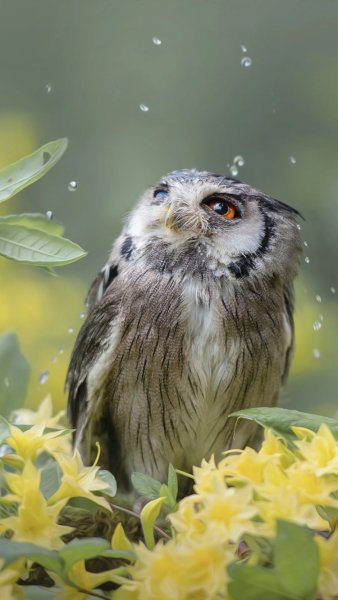 Унылая Сова