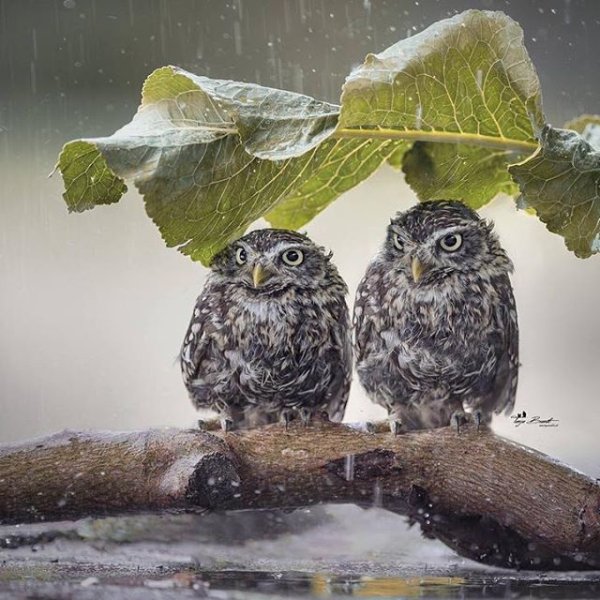 Совенок дождь