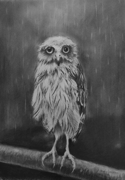 Сова и дождь