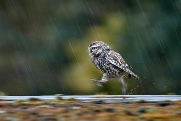Сова под дождем