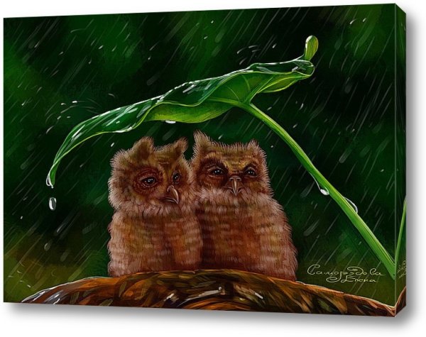 Совенок под дождем