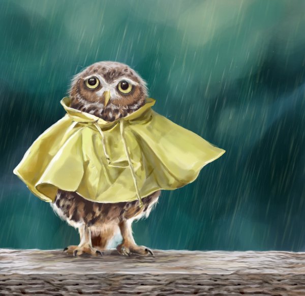 Сова и дождь