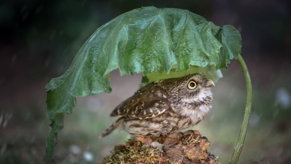 Птица под дождем