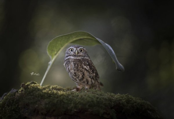 Сова под грибом