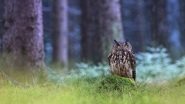 Сова под дождем