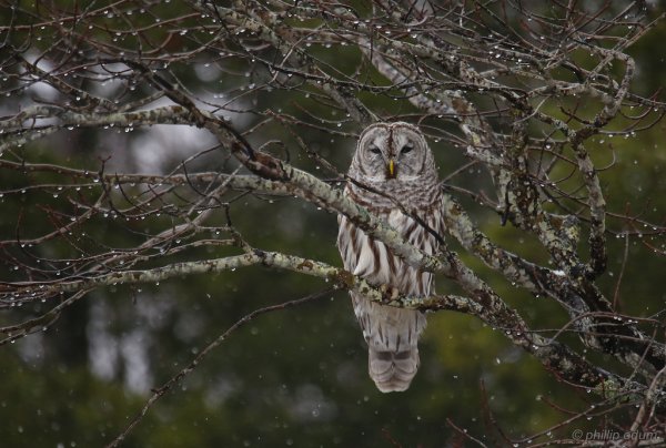 Сова под дождем