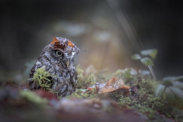 Сова в осеннем лесу