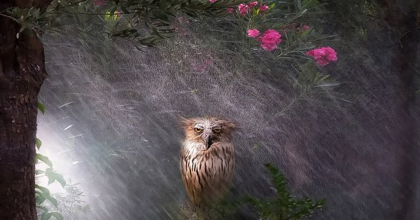 Совушка под дождем