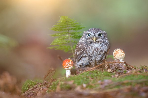 Совенок под грибом