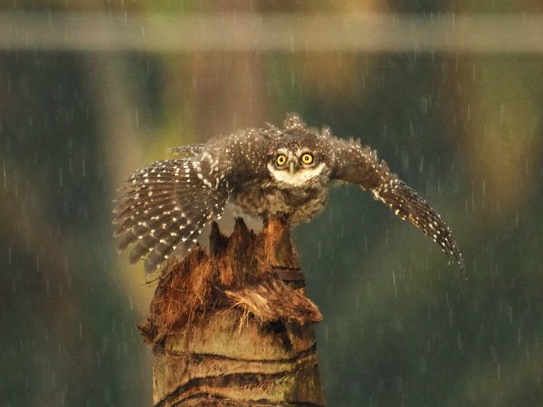Сова под дождем гифка