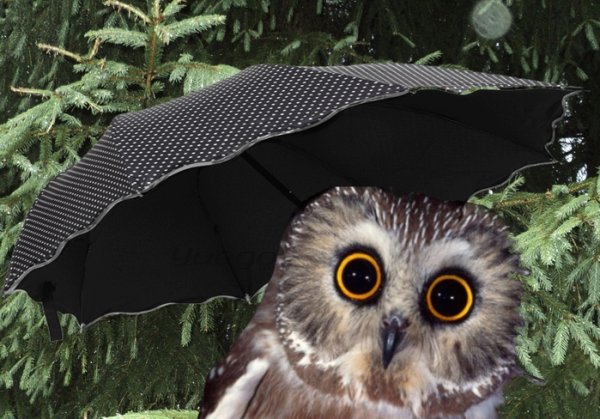 Совенок с зонтиком