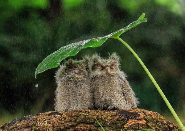 Животные прячутся от дождя