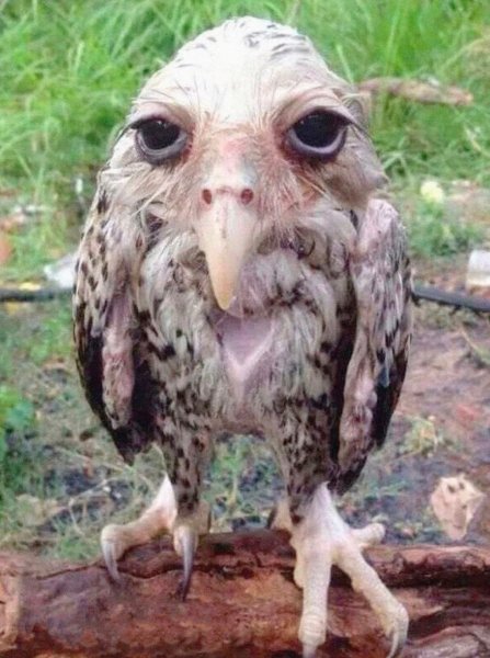 Уродливая Сова