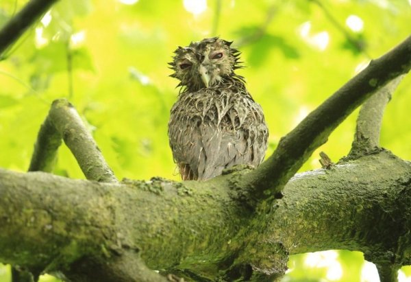 Сова после дождя