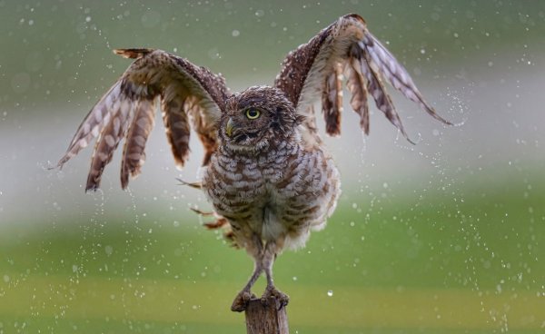 Капуша птица